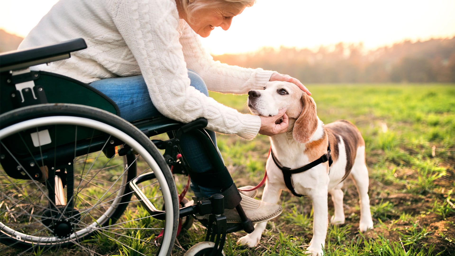 Dogtober - Training & Real Life Stories Of Assistance Dogs - Prestige ...