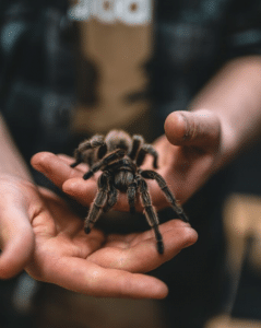 Spider treat diabetes type2